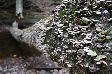 A close-up photograph of a fallen tree in a glen covered in fungi and moss.