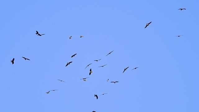 Black kite birds are hovering on their migrate