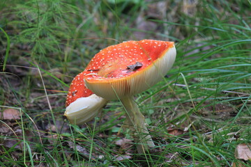 fly agaric mushroom