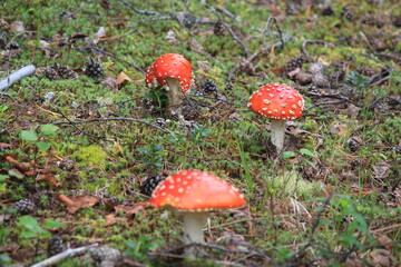three fly agarics in a summer forest