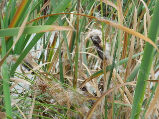 Cattail with brown flower spike at the edge of a water body. Close-up. Copyspace.