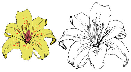 lily flower isolated on white daisy blossom 