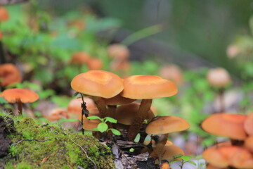 a colony of small mushrooms in green moss