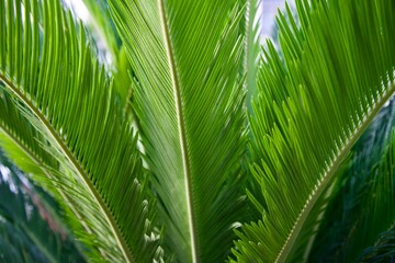Close Up Green Palm Leaves