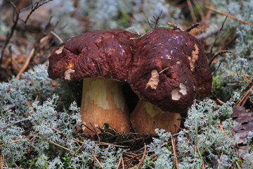 Two white boletus mushrooms grow in the white moss in the forest