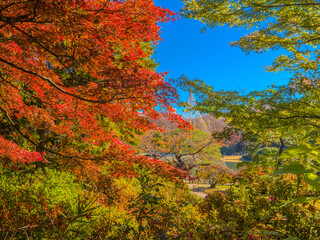 A view of a traditional Japanese garden framed by colorful autumn leaves (Rikugien Garden, Tokyo, Japan)