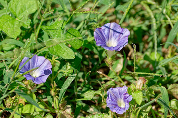 Wild morning glory flowers in bloom
