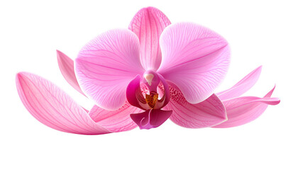 Fototapeta premium Close-up of a vibrant pink orchid, petals delicately veined against a black background