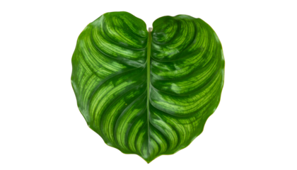Isolated heart-shaped leaf with intricate green patterns, against a solid black background