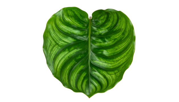Isolated heart-shaped leaf with intricate green patterns, against a solid black background