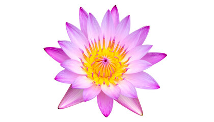 Close-up of a vibrant pink water lily with a yellow center, isolated on black