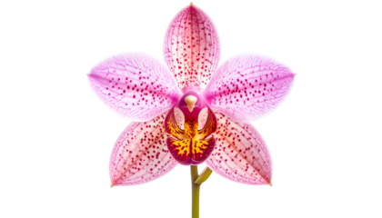 Close-up of a vibrant orchid flower with speckled petals, isolated on a black background