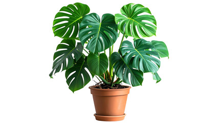 Lush green Swiss cheese plant with large, split leaves in a terracotta pot against a black backdrop