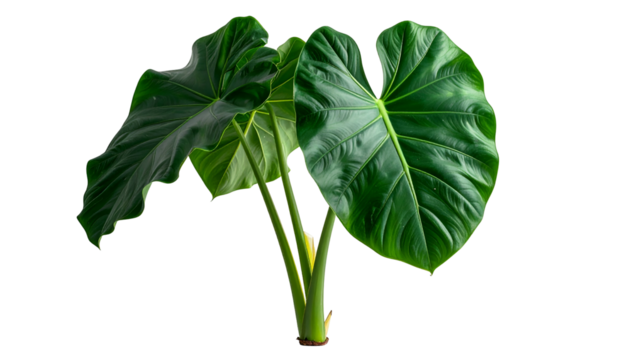 Lush tropical plant with large, vibrant green leaves and a dark background