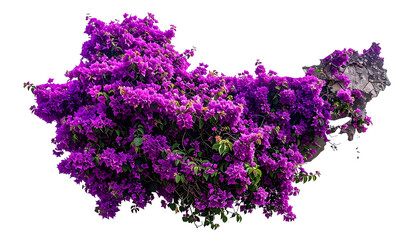 Lush, vibrant purple bougainvillea blooms cascading over a rough, grey stone wall