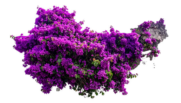 Lush, vibrant purple bougainvillea blooms cascading over a rough, grey stone wall