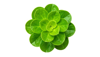 Overhead close-up of a vibrant green plant with layered, rounded leaves against a black backdrop