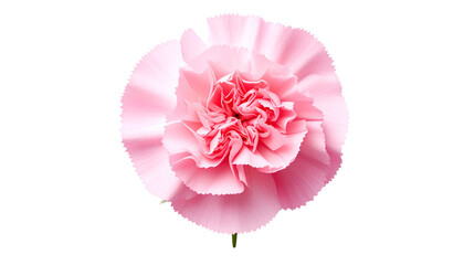 Close-up of a vibrant pink flower, with delicate petals, against a black background
