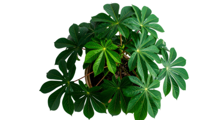 Lush tropical plant, top-down view, dark green star-shaped leaves, black background