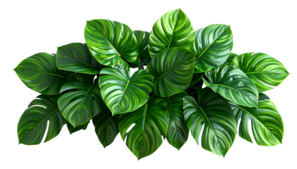 Lush, vibrant close-up of tropical plant, showcasing large, glossy, textured green leaves