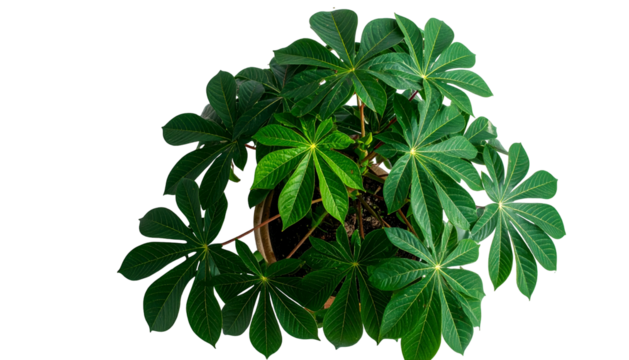 Lush tropical plant, top-down view, dark green star-shaped leaves, black background