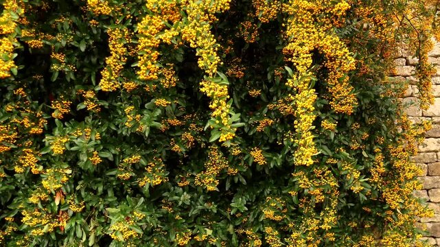 Yellow pyracantha berries growing on an old stone wall in the Cotswolds. Cotswolds countryside, England