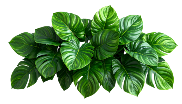Lush, vibrant close-up of tropical plant, showcasing large, glossy, textured green leaves
