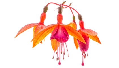 Vivid close-up of vibrant orange and magenta fuchsia flowers with a solid black background