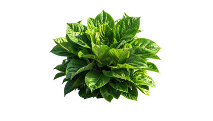 Lush, vibrant green plant with large, glossy leaves against a stark black background
