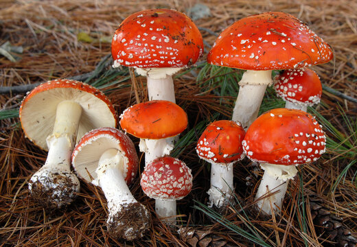 Mushroom - Amanita muscaria - Fly agaric - dicember 16  - 2023 - Triuggio - Bosco del Chignolo (MB) I- Italy - Pinus rigida - REG BM3314