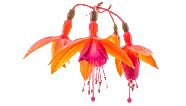 Vivid close-up of vibrant orange and magenta fuchsia flowers with a solid black background
