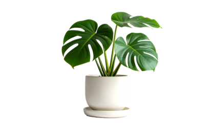A lush, vibrant Monstera plant with large, green leaves in a white ceramic pot