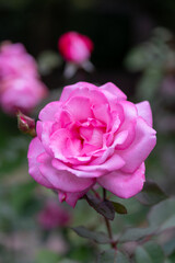 pink rose in garden