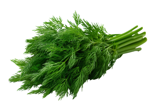 Fresh Dill Herb Bunch isolated on a transparent background 2
