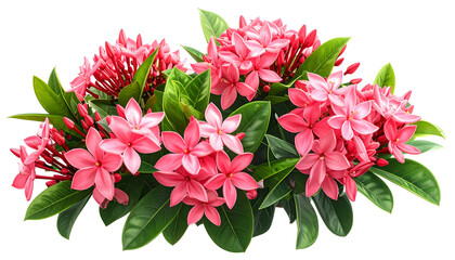 Lush image of vibrant pink flowers, clusters of buds, and green leaves on black bg