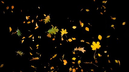 Falling colorful autumn leaves isolated on black background