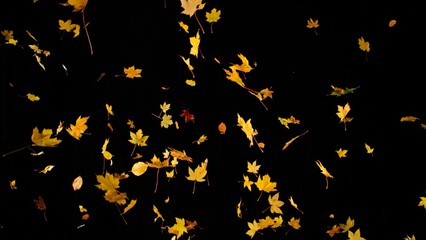 Falling colorful autumn leaves isolated on black background