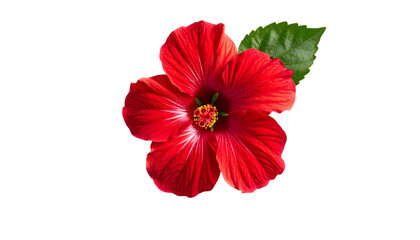 Vivid red hibiscus flower with green leaf, isolated against a black background