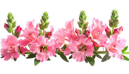 Close-up of pink gladiolus flowers with buds and green leaves against black