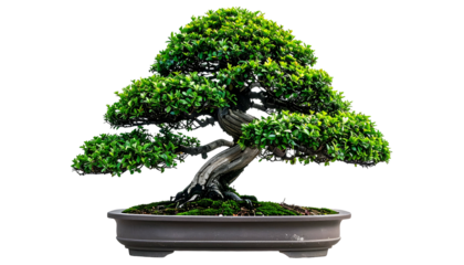 A meticulously crafted bonsai tree with lush green foliage, in a rectangular pot, isolated