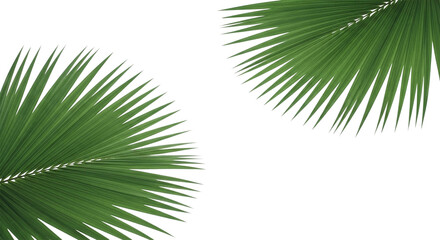 Fresh green palm tree leaves isolated on white background. palm tree branch