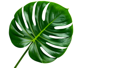 A glossy, vibrant Monstera deliciosa leaf against a solid black background