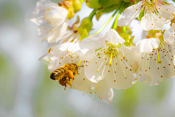 Biene mit Pollenh&ouml;schen an einer Kirschbl&uuml;te