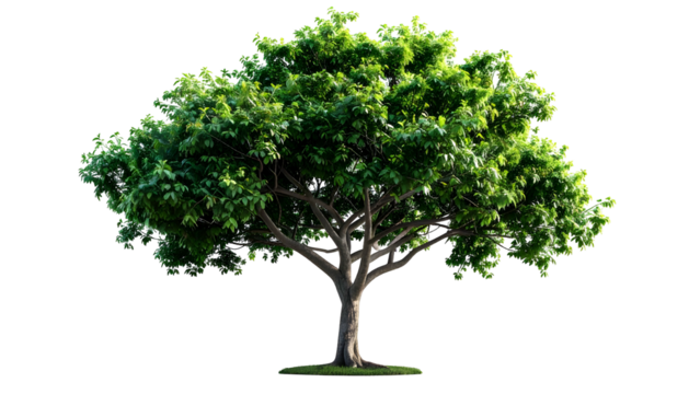 A lush, vibrant tree with dense green foliage and a brown trunk, isolated on black