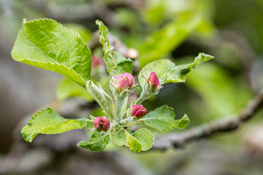 Knospe Apfelbaum
