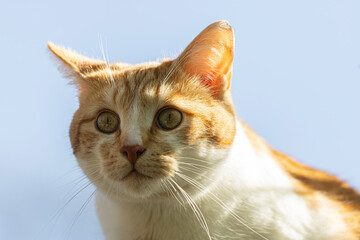 aufmerksame braun wei&szlig;e Katze 