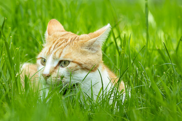 braun wei&szlig;e Katze im Gras
