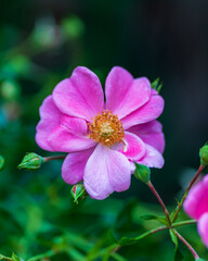 bee on pink flower