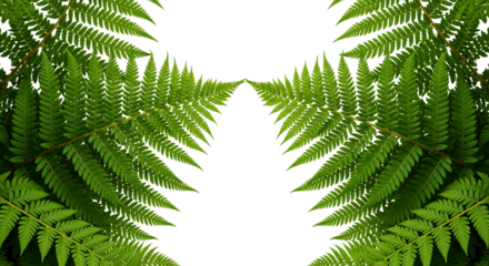 Vibrant green fern fronds symmetrically arranged forming a natural decorative border or frame, isolated on a clean white background with ample copy space in the center.