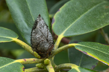Rhododendron Knospe Pilzbefall